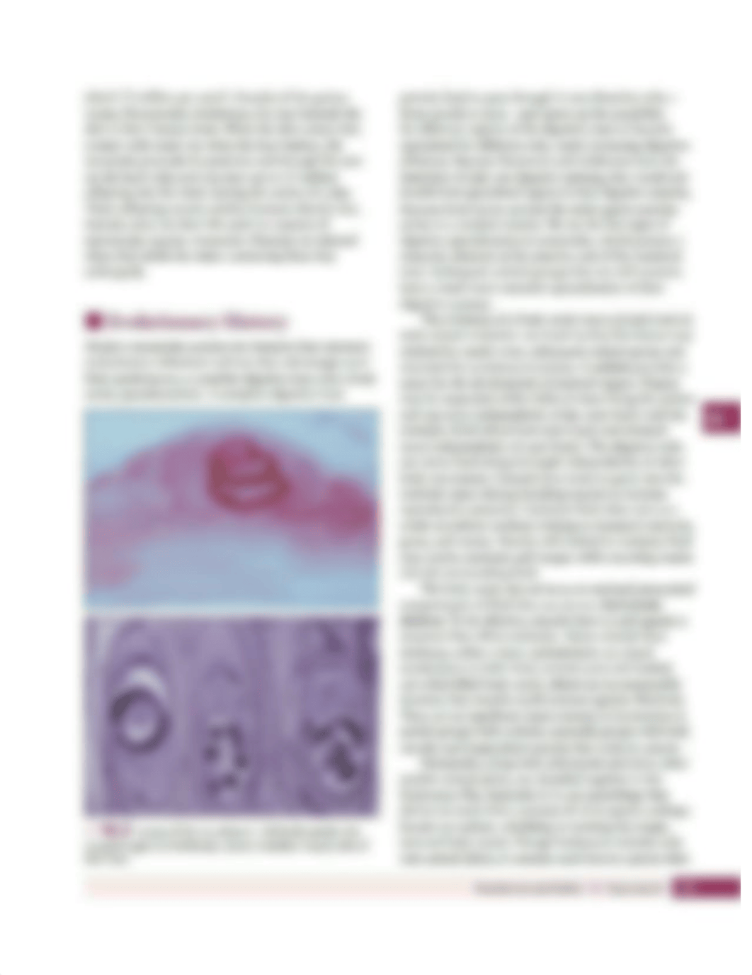 BIO 2 Phylum Nematoda Lab .pdf_dvsk7mb0p27_page3