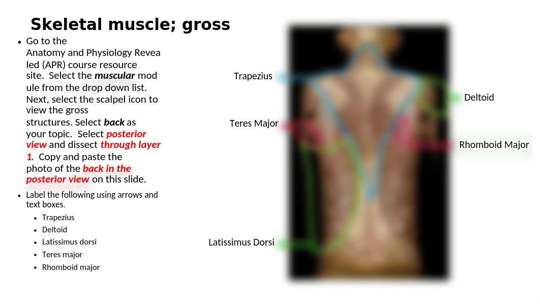 Muscle B-DevinShea.pptx_dvsq05h5en2_page5