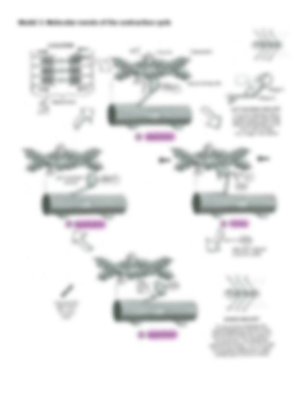 Alayzsha Perry - Muscle Contraction  (RA) - 10533625.docx.pdf_dvt67nvqibi_page3