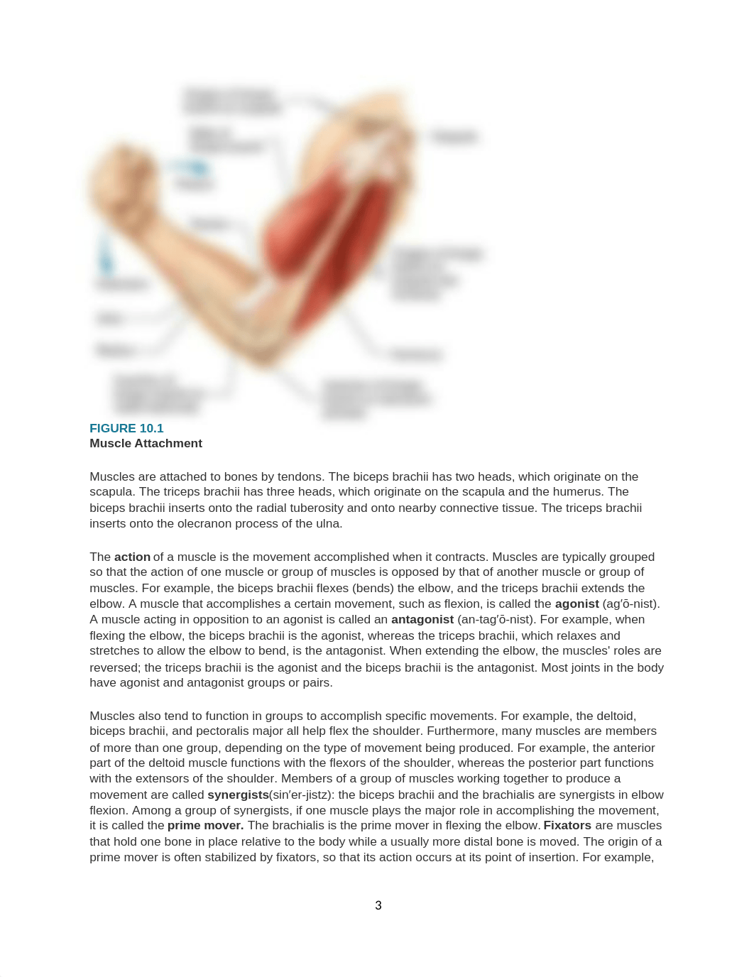 Chapter 10 - Muscular System.docx_dvtuu1r7nv0_page3