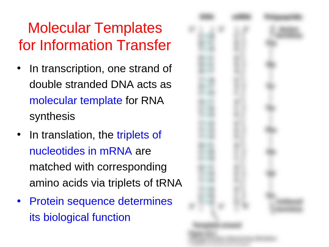 Chapter_24 Genes and Chromosomes 1hr lecture_dvu4o4ix2bm_page5