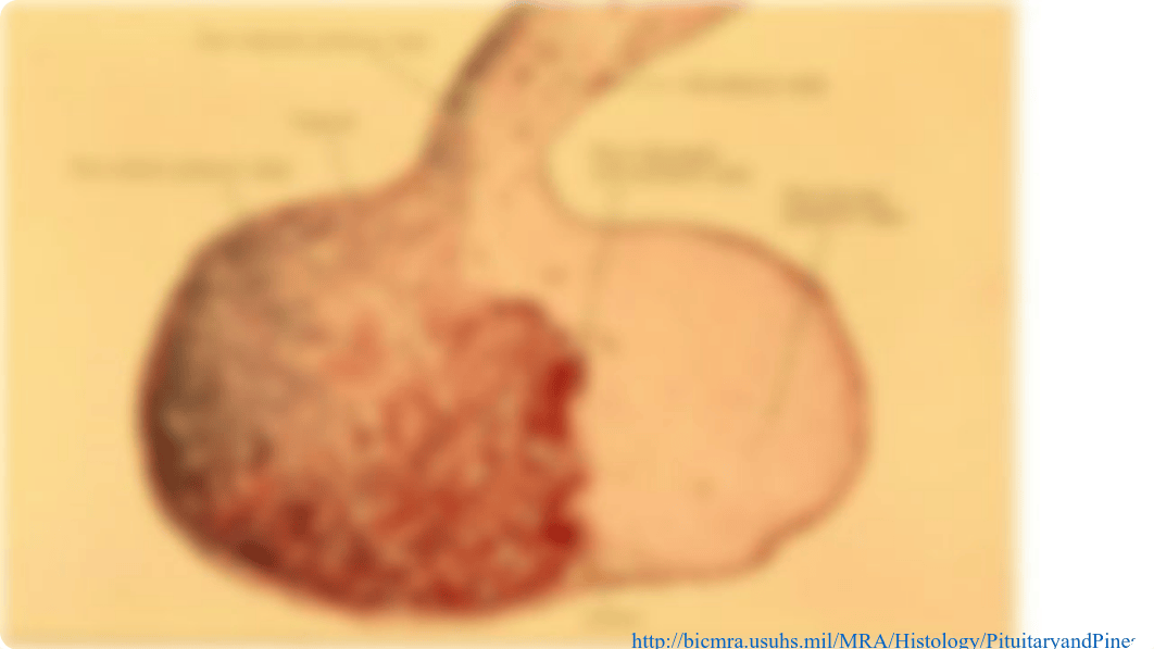 Anatomy lab endo images .pdf_dvuplamr4br_page3