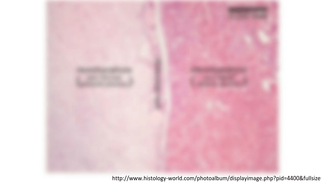 Anatomy lab endo images .pdf_dvuplamr4br_page4