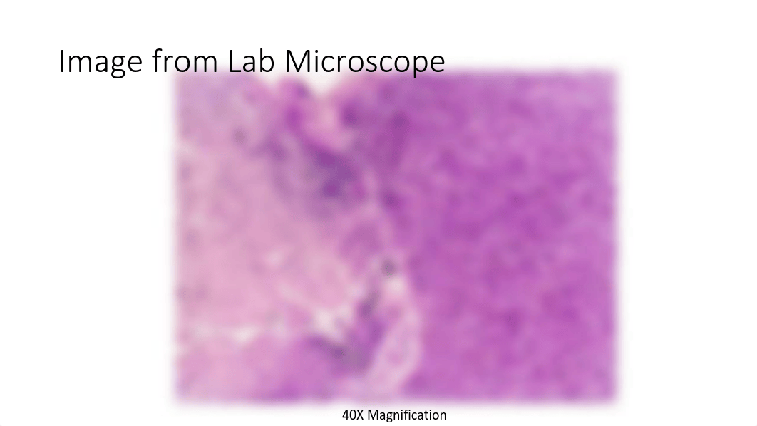 Anatomy lab endo images .pdf_dvuplamr4br_page5