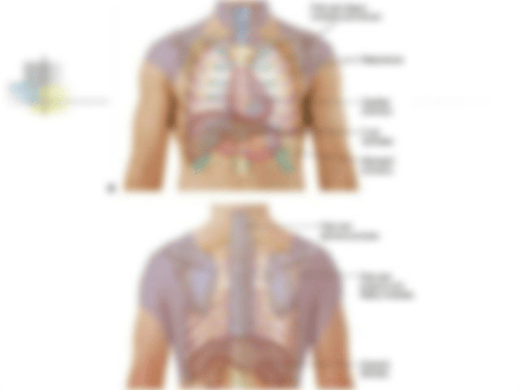 Assessment of the Cardiovascular System-1-5-3.ppt_dvv7ab964xb_page4