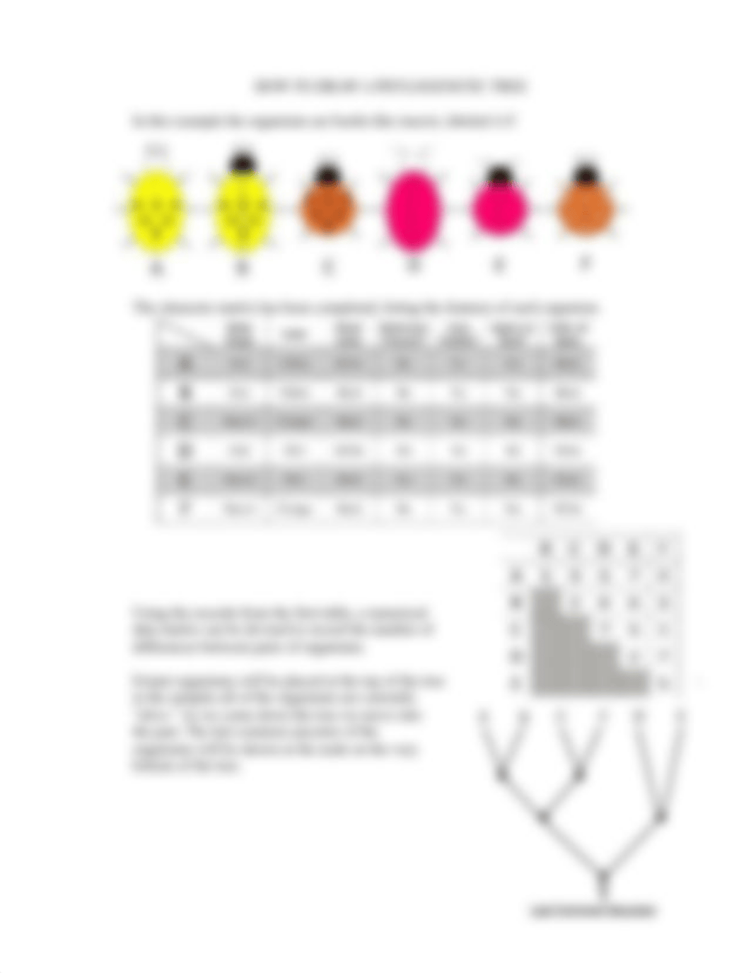 BIOS1410L Phylogenetics Lab - Phylogenetic Tree Construction - Student Handout (1).docx_dvvbmb0iupv_page2