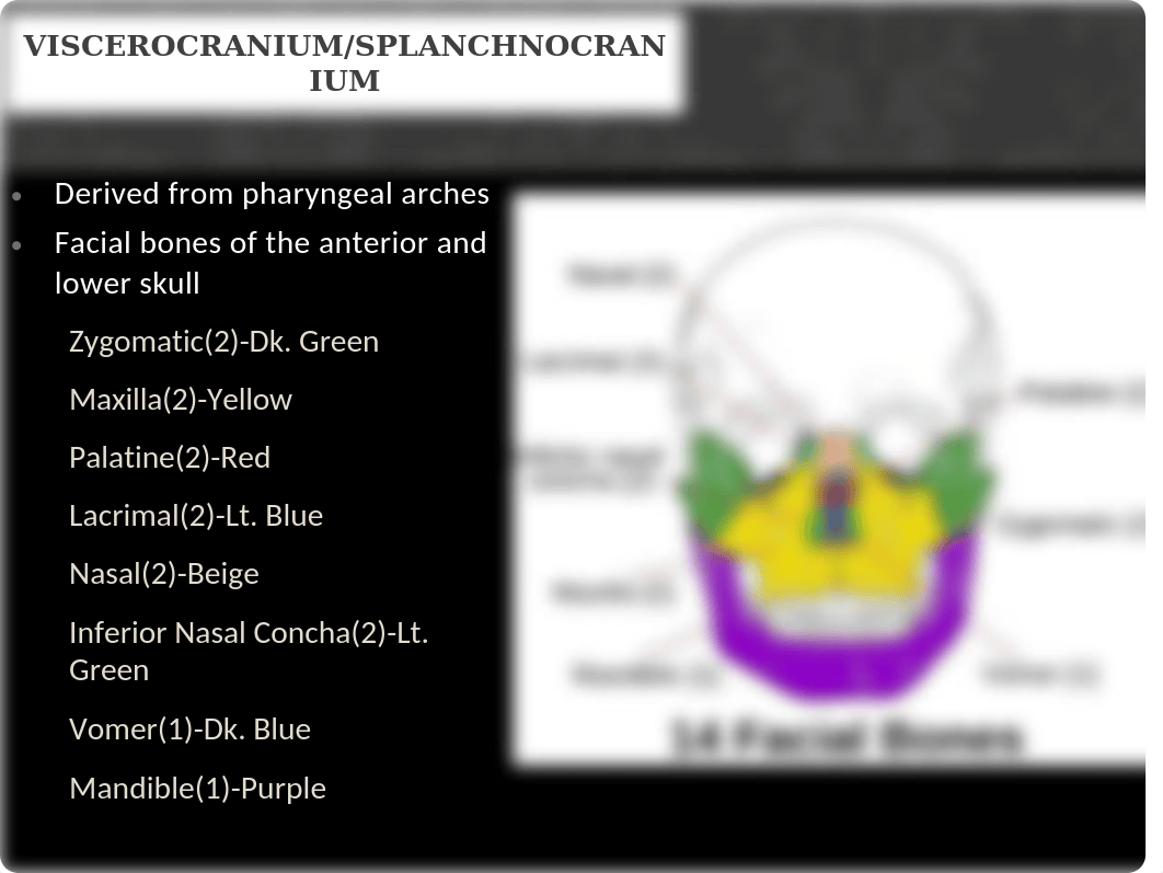 Week 1 Powerpoint-Bones of the Skull-Cranium-Updated SU 2020(1).pptx_dvvhs5oo723_page4