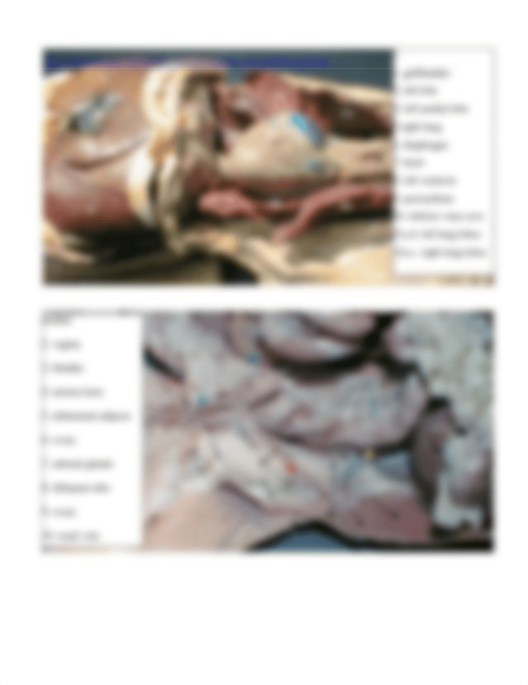 Cat Dissection Labeling.docx_dvvol39dwyo_page3