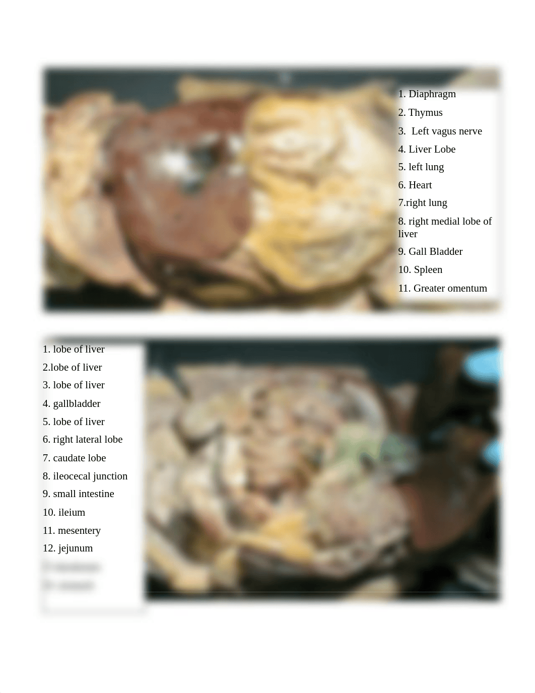 Cat Dissection Labeling.docx_dvvol39dwyo_page2