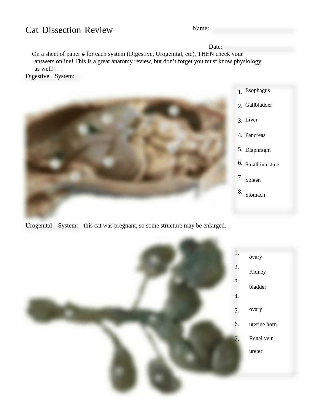 Cat Dissection Labeling.docx_dvvol39dwyo_page1