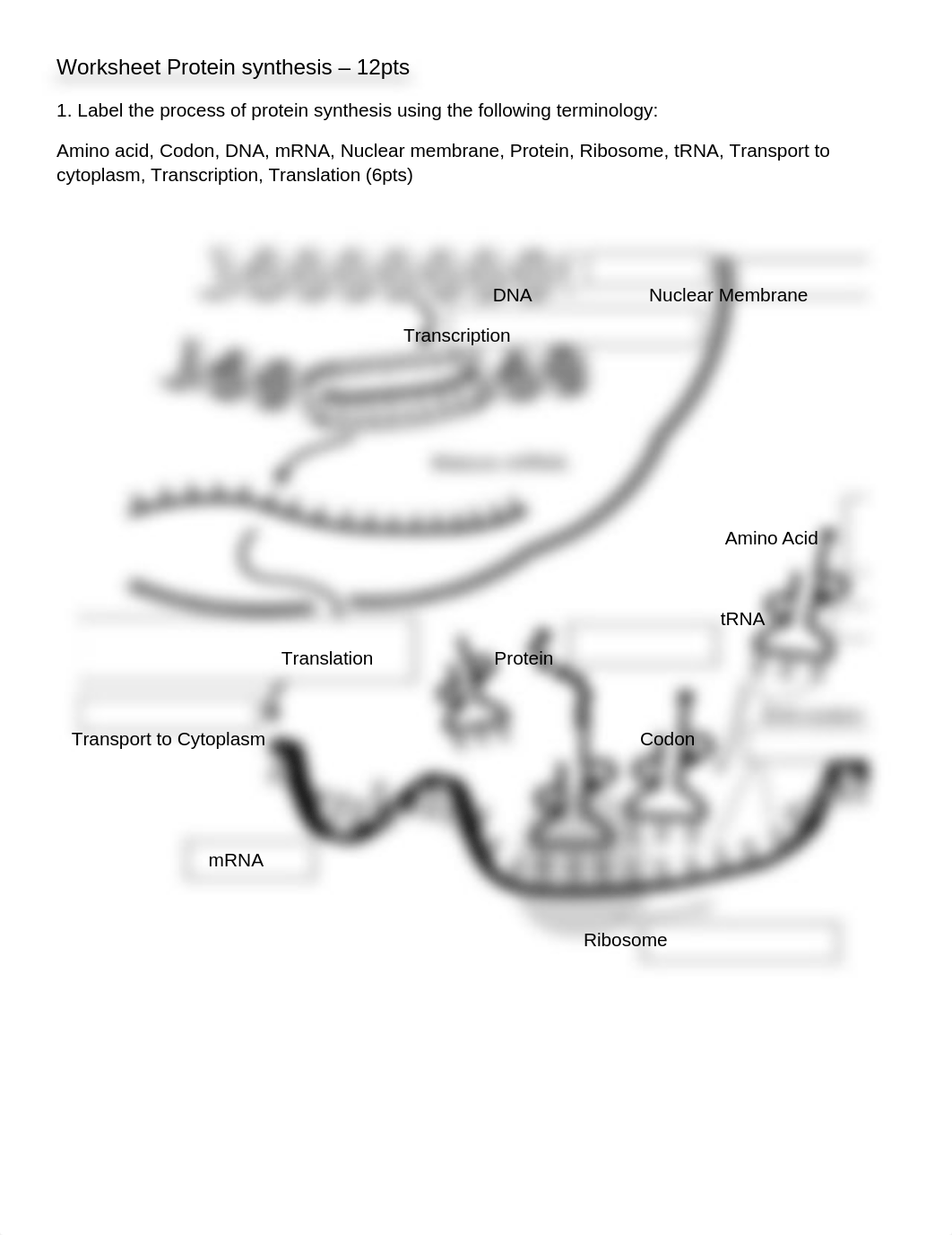 BIOL100-07 Protein synthesis.docx_dvvrjlusjh7_page1