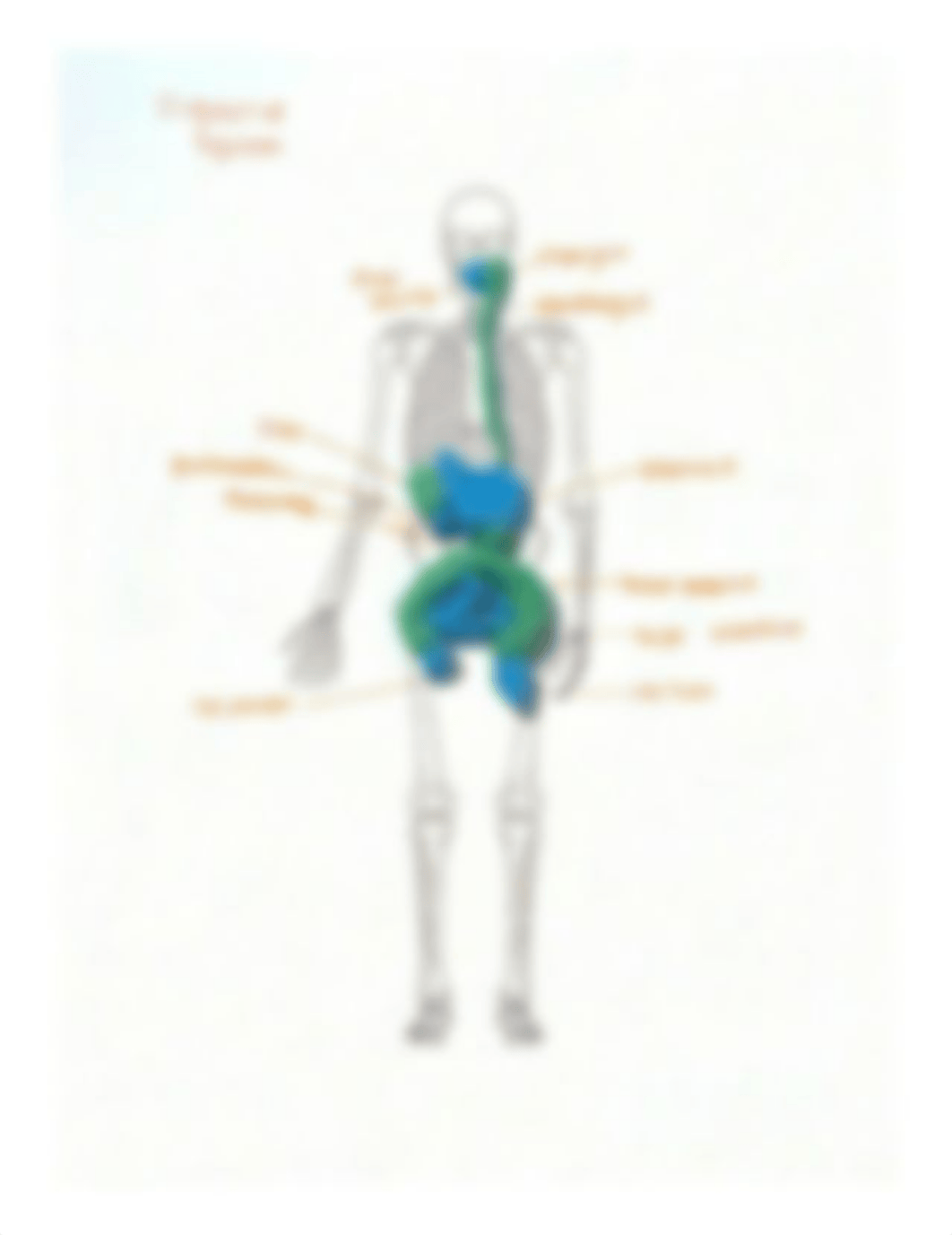 Lab #9 Digestive System.pdf_dvw1myos23r_page1