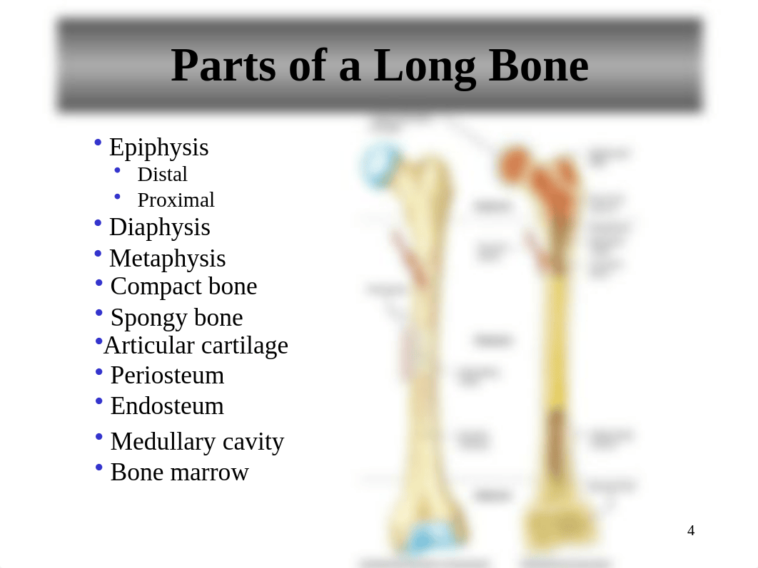 Lab 12. Bone Structure and Classification Summer 2019.pptx_dvwlva9mhd9_page4