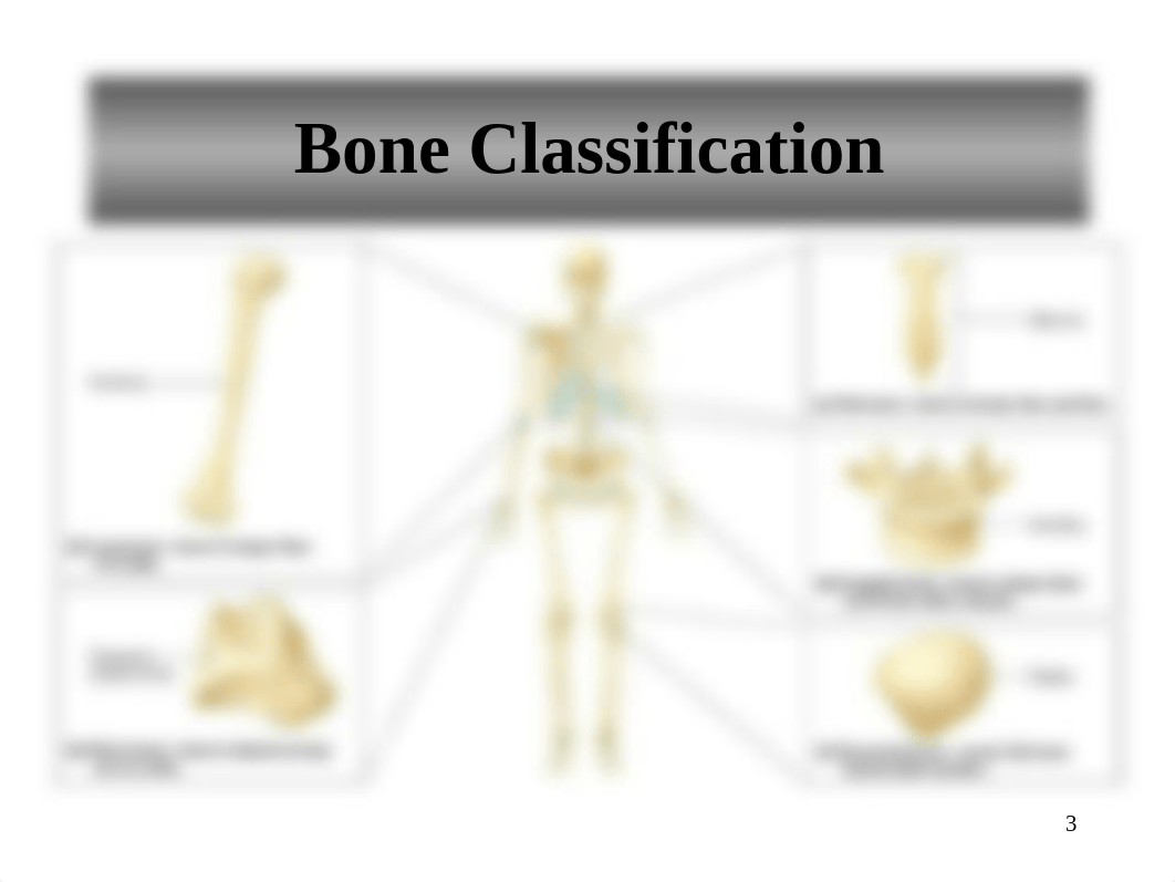 Lab 12. Bone Structure and Classification Summer 2019.pptx_dvwlva9mhd9_page3