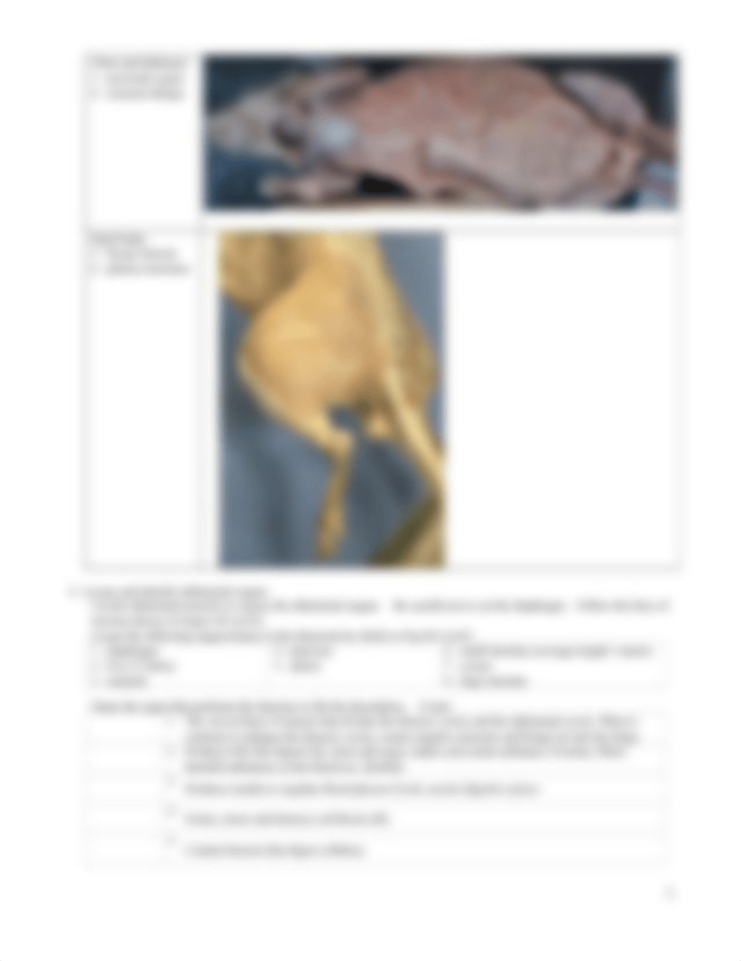 Rat Dissection Virtual Lab Worksheet and Review for Test 3 211216.docx_dvwrpxu4hz1_page2