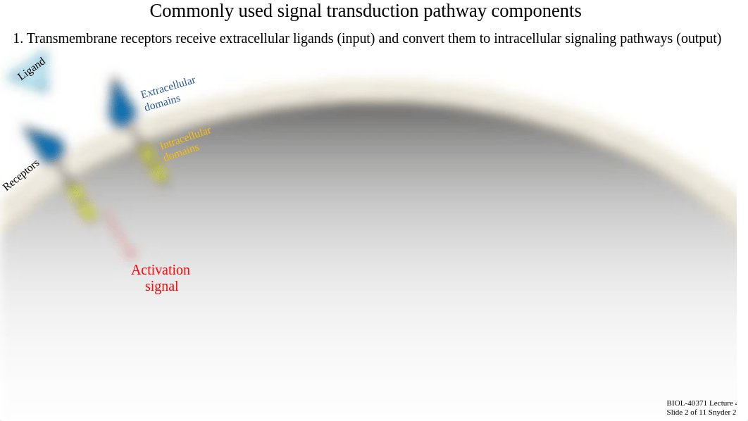 Lecture 4c_T Cell Signaling + Activation.pdf_dvx2o8clpvp_page5