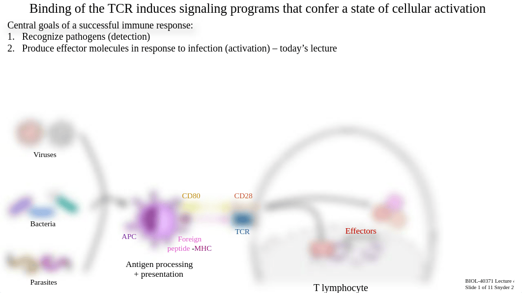 Lecture 4c_T Cell Signaling + Activation.pdf_dvx2o8clpvp_page3