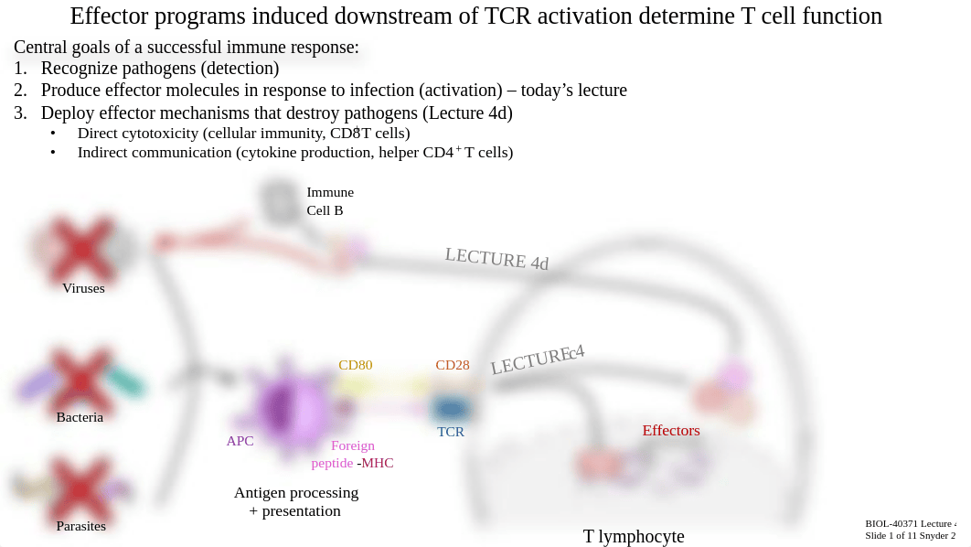 Lecture 4c_T Cell Signaling + Activation.pdf_dvx2o8clpvp_page4