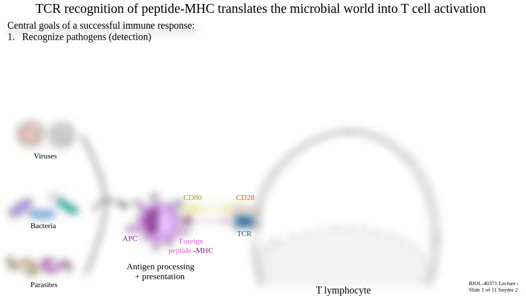 Lecture 4c_T Cell Signaling + Activation.pdf_dvx2o8clpvp_page2