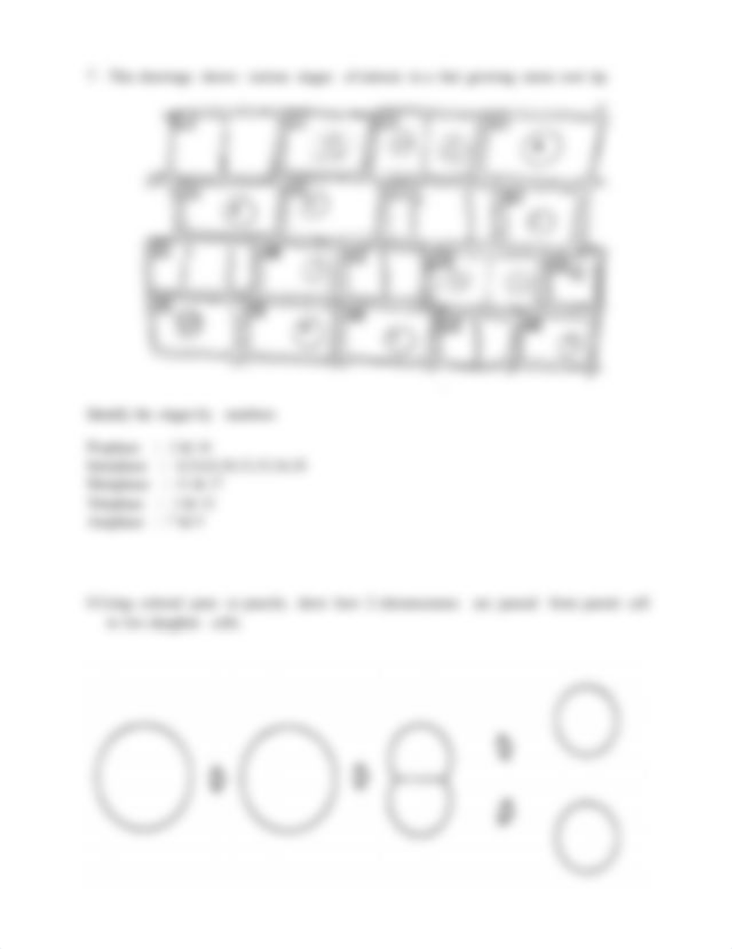 Mitosis worksheet-1.docx_dvx3fxxw442_page3