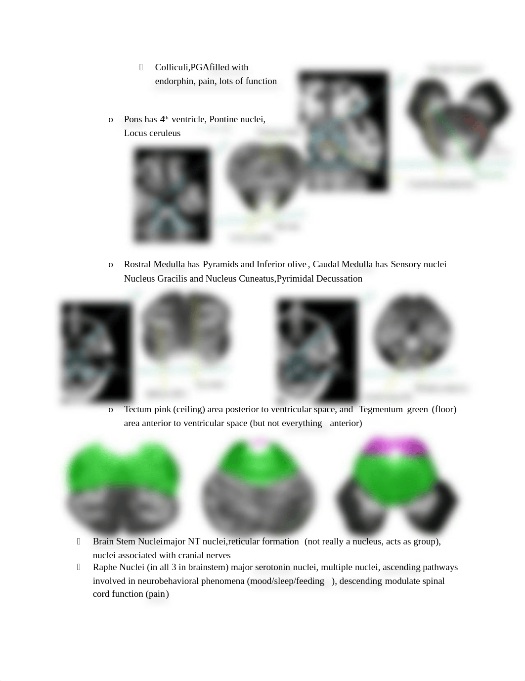 Neuroscience Study Guide Exam 2_dvy95ou9dyo_page2