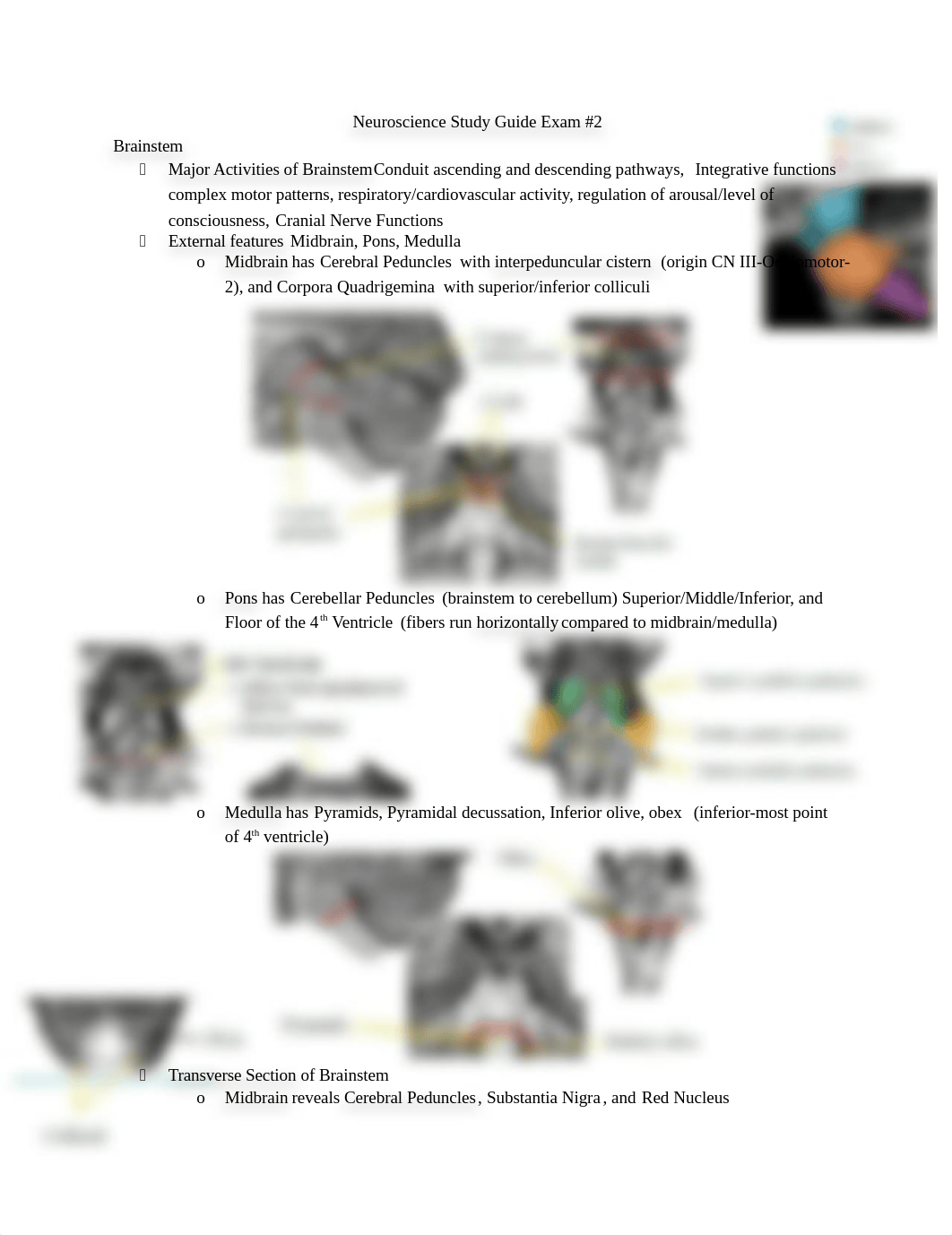 Neuroscience Study Guide Exam 2_dvy95ou9dyo_page1