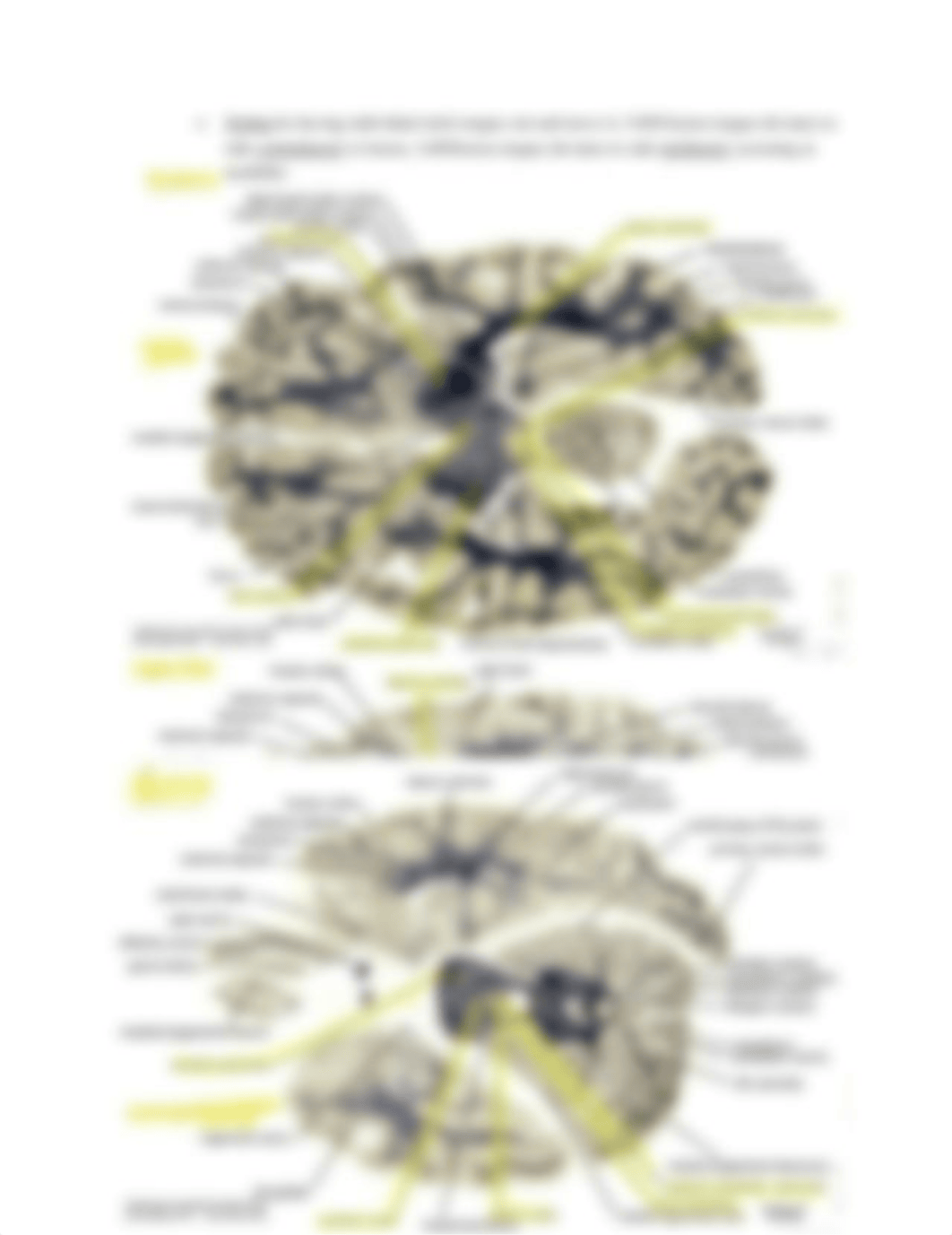 Neuroscience Study Guide Exam 2_dvy95ou9dyo_page4