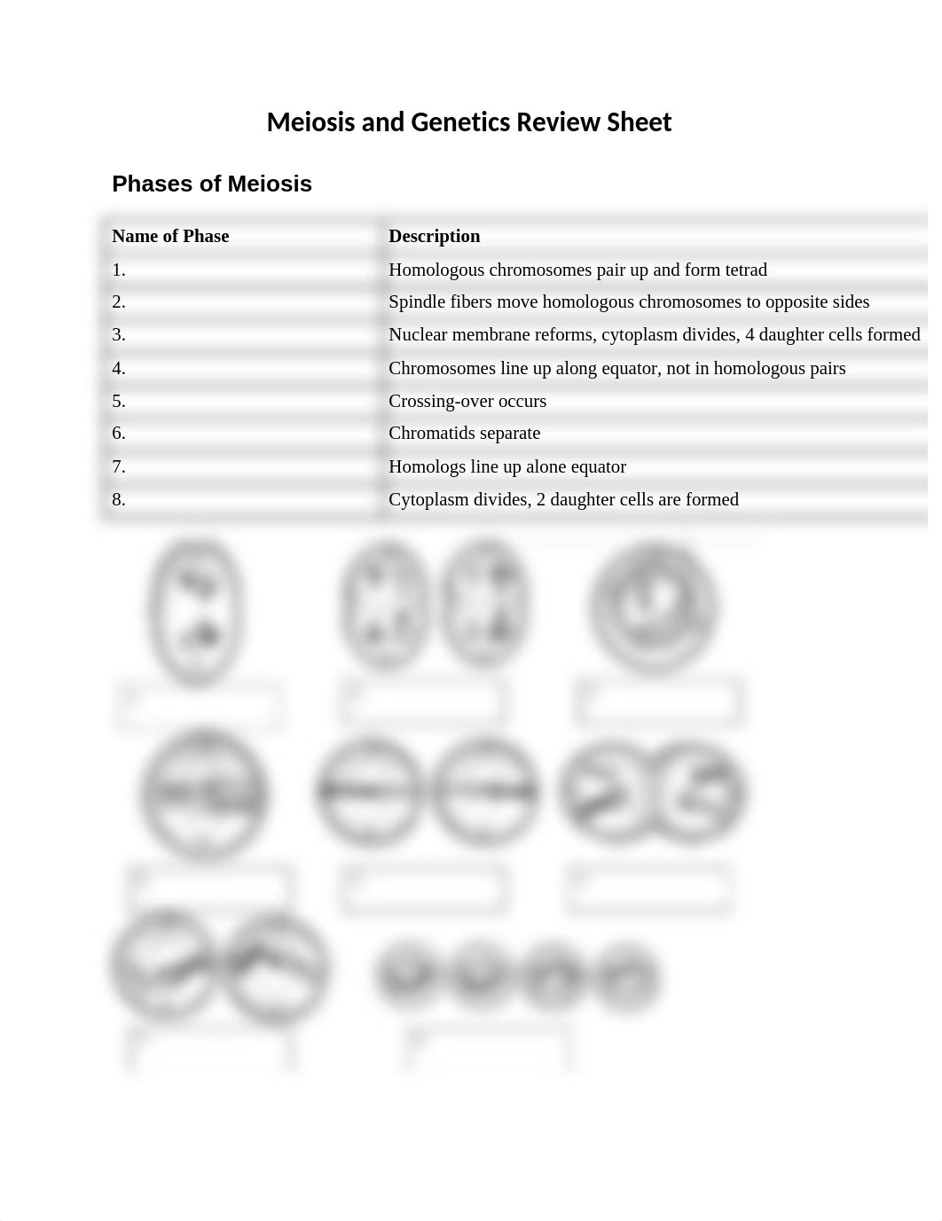 Meiosis and Genetics Review_dvyj5wnaybb_page1