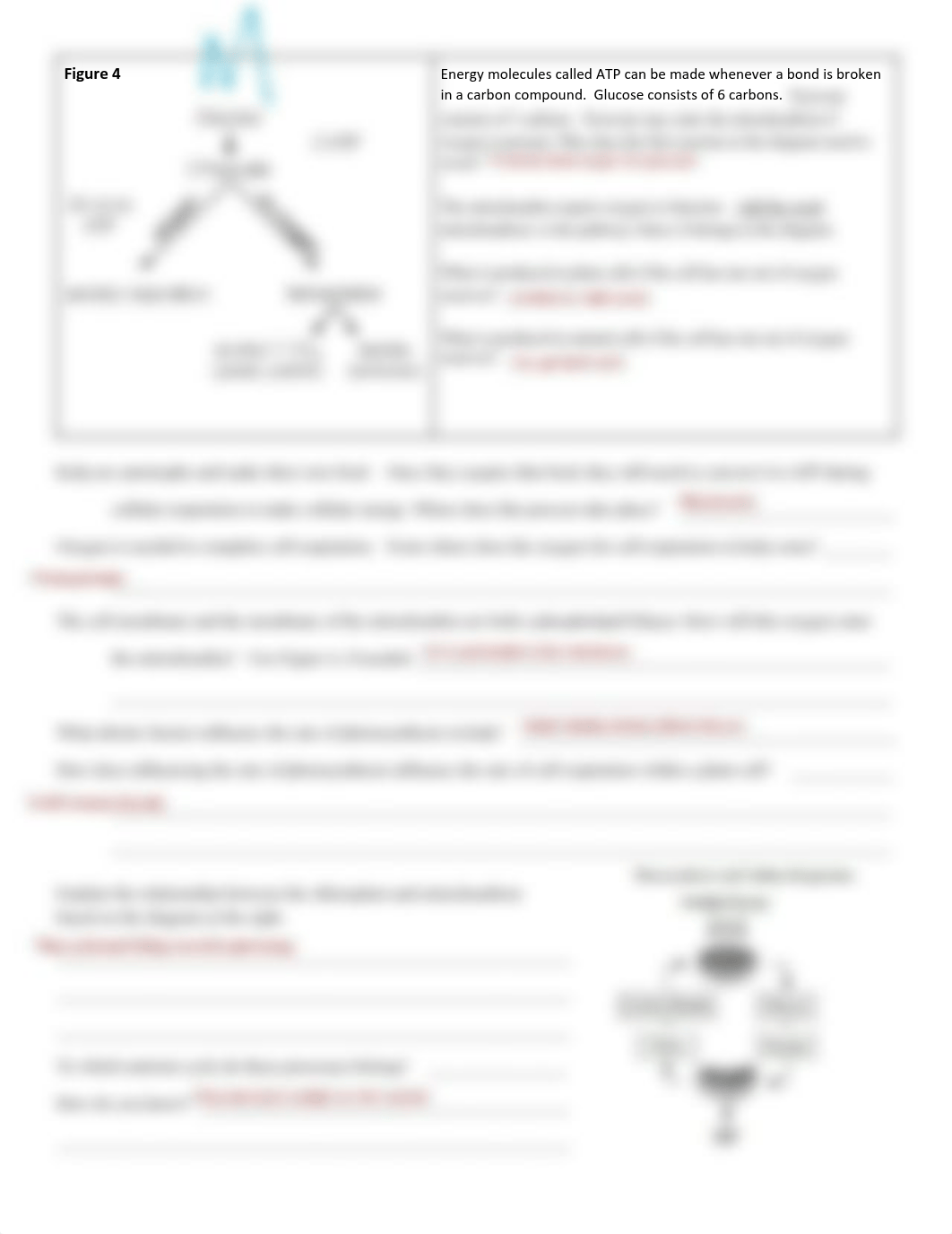 (1.F) Resp&GasExhange in Kelp-1.pdf_dvz4sfbchpc_page2