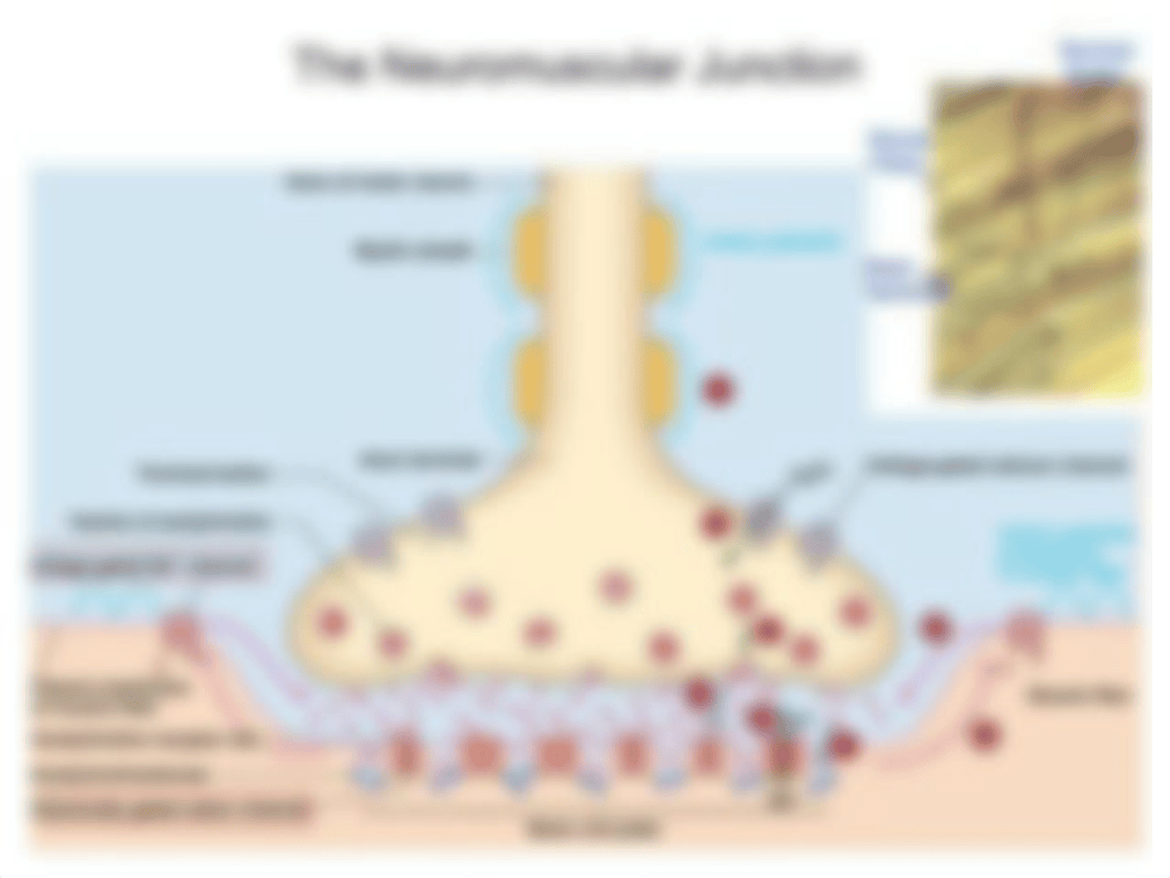 Neuromuscular blockers.ppt_dvz7go7facg_page3