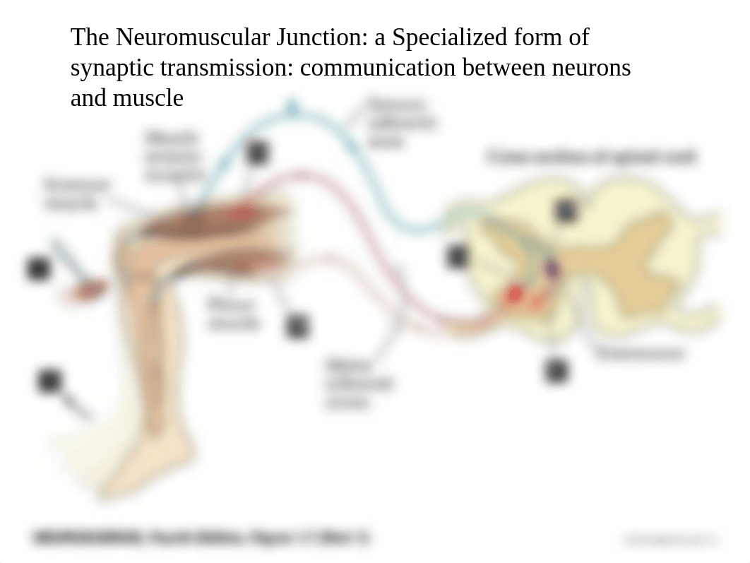 Neuromuscular blockers.ppt_dvz7go7facg_page2