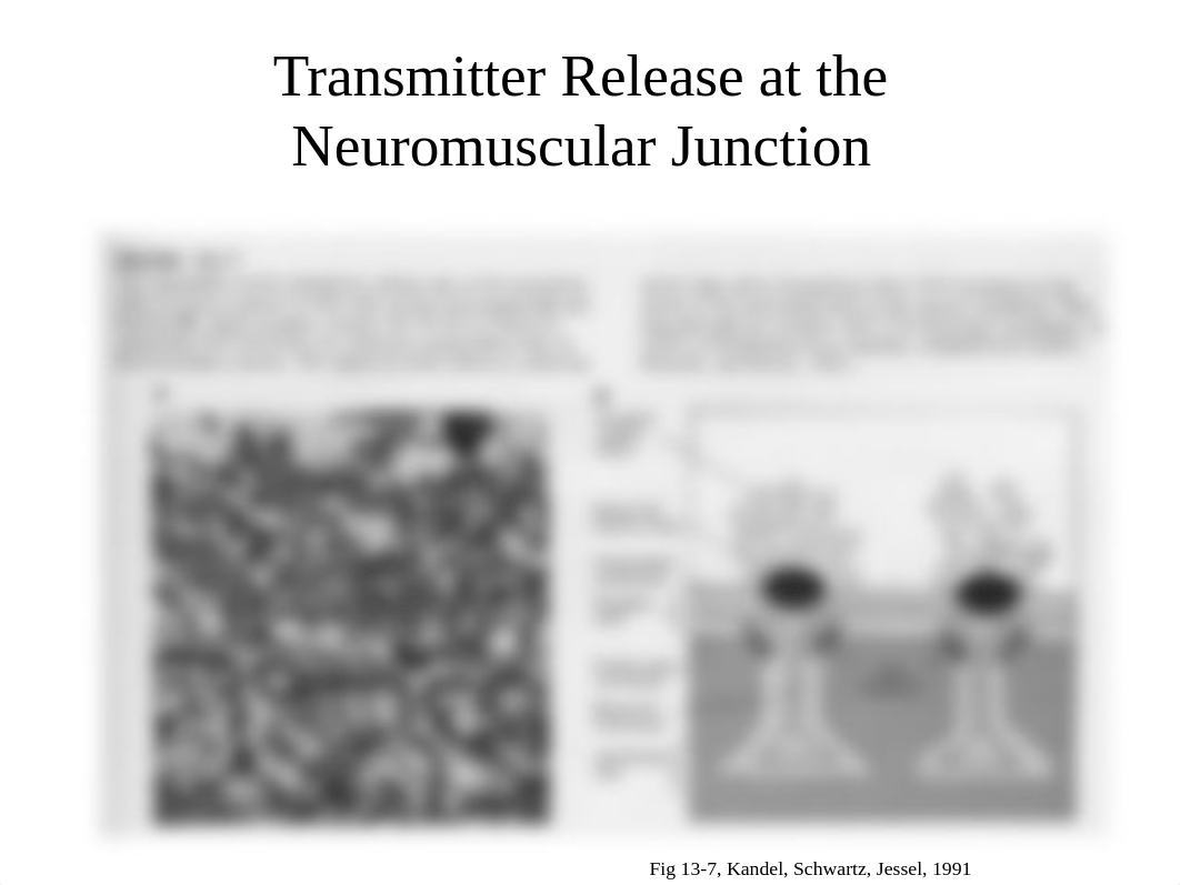 Neuromuscular blockers.ppt_dvz7go7facg_page5