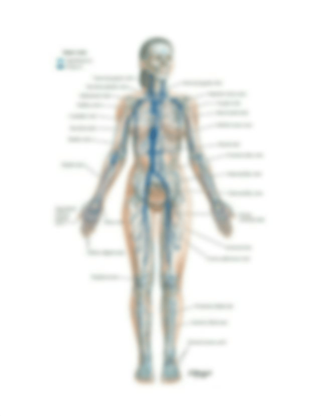 Major Systemic Veins of the Cardiovascular System.png_dvzajaxzffq_page1