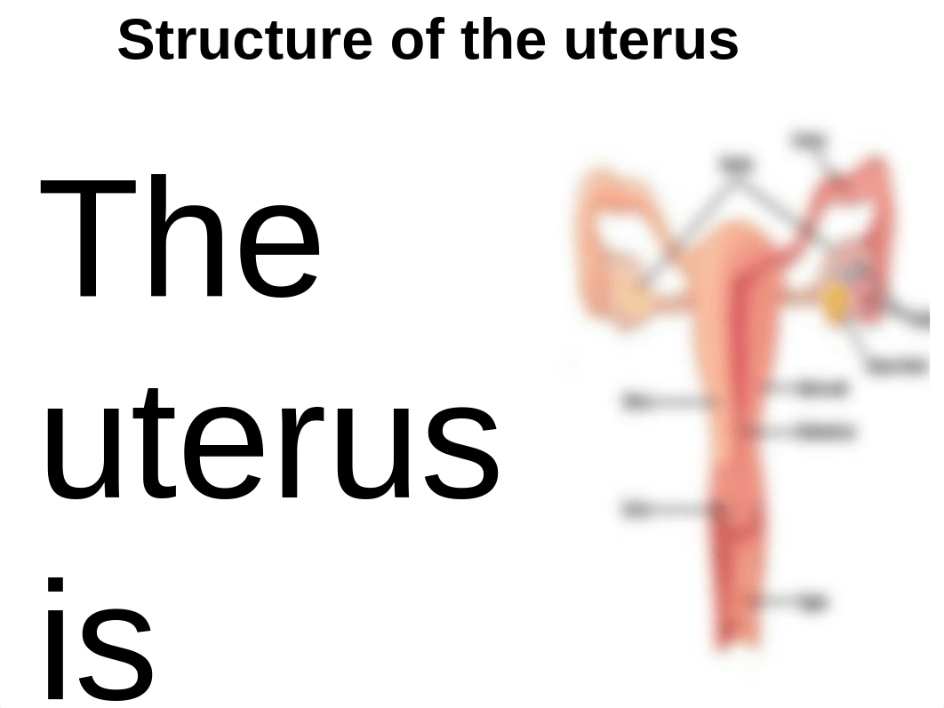 structure of the uterus_dvzi9lv9gvk_page1