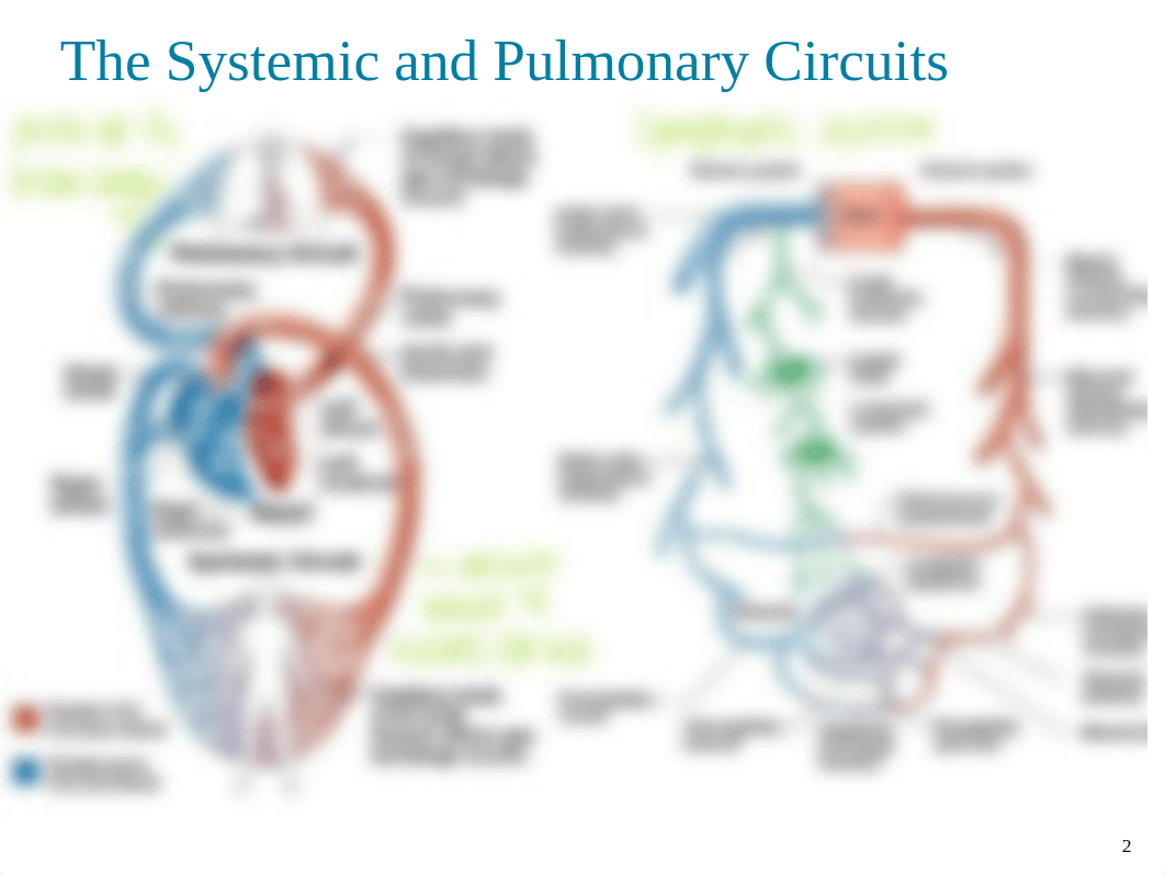 11.1 - Circulation.pdf_dvzorfsx8ge_page2