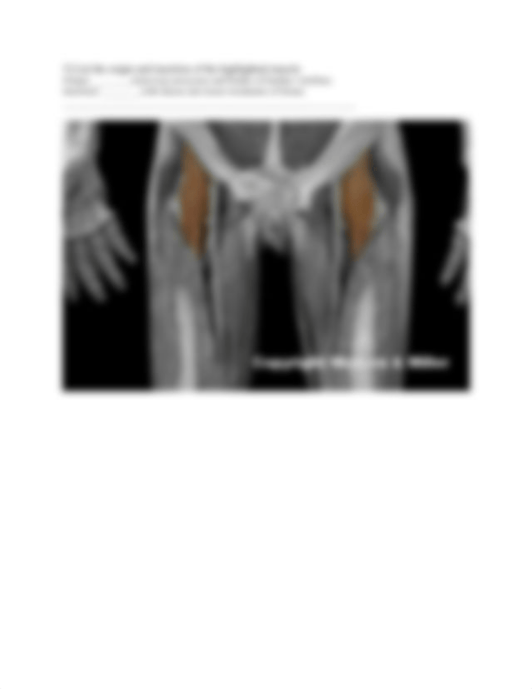 5_lower_limb_muscle_origins_and_insertions_Worksheet.docx_dw09uo342on_page5