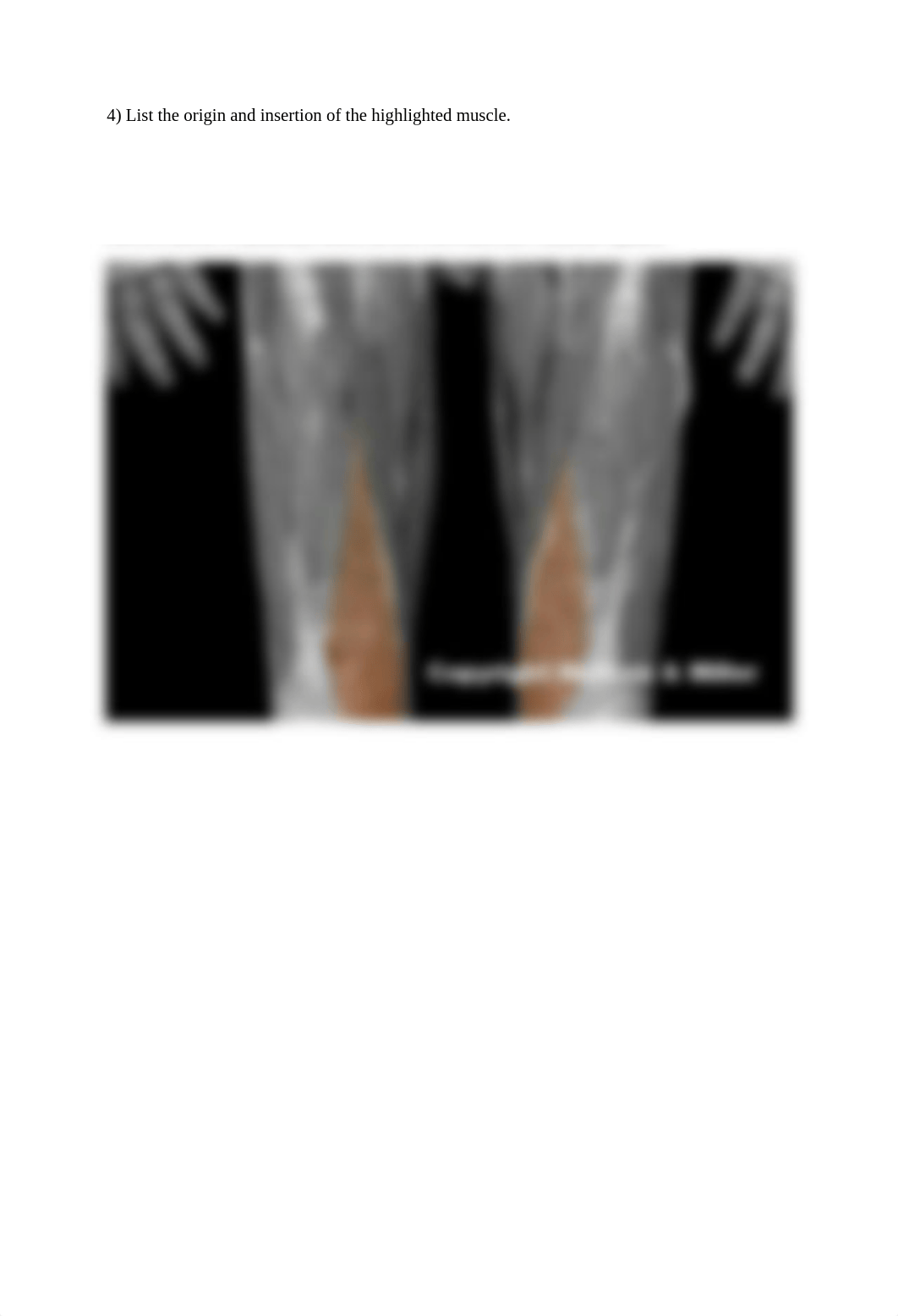 5_lower_limb_muscle_origins_and_insertions_Worksheet.docx_dw09uo342on_page4