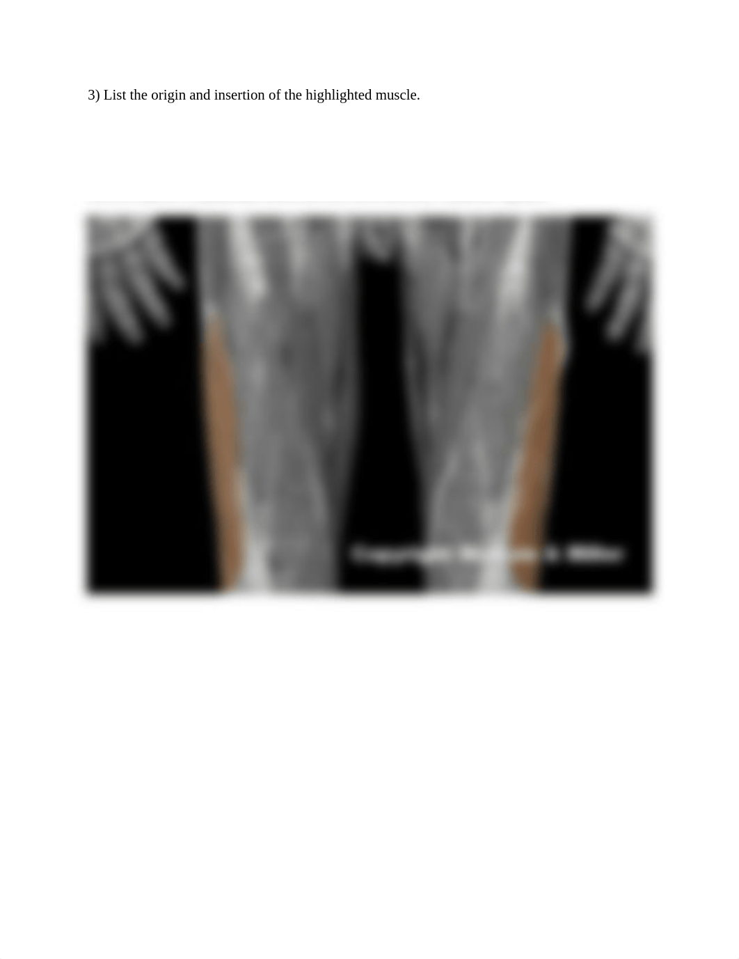 5_lower_limb_muscle_origins_and_insertions_Worksheet.docx_dw09uo342on_page3