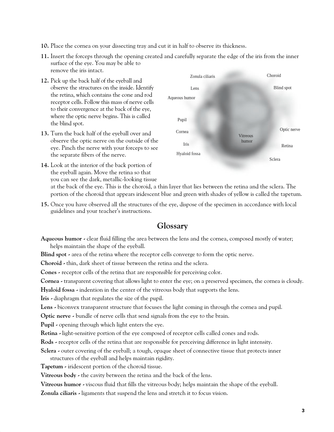 Carolina Eye Dissection Guide.pdf_dw0fwix7veh_page3