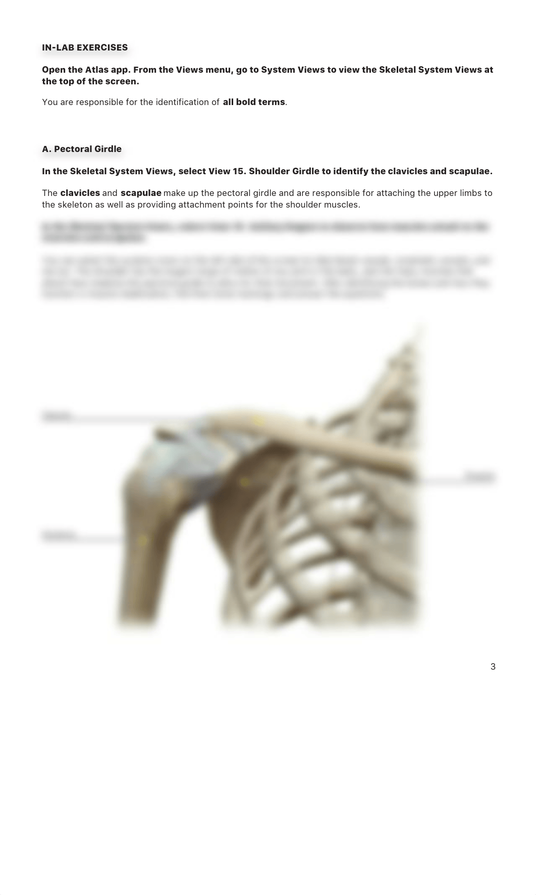 lab manual_appendicular_skeleton_atlas.pdf_dw0kjlkf80t_page3