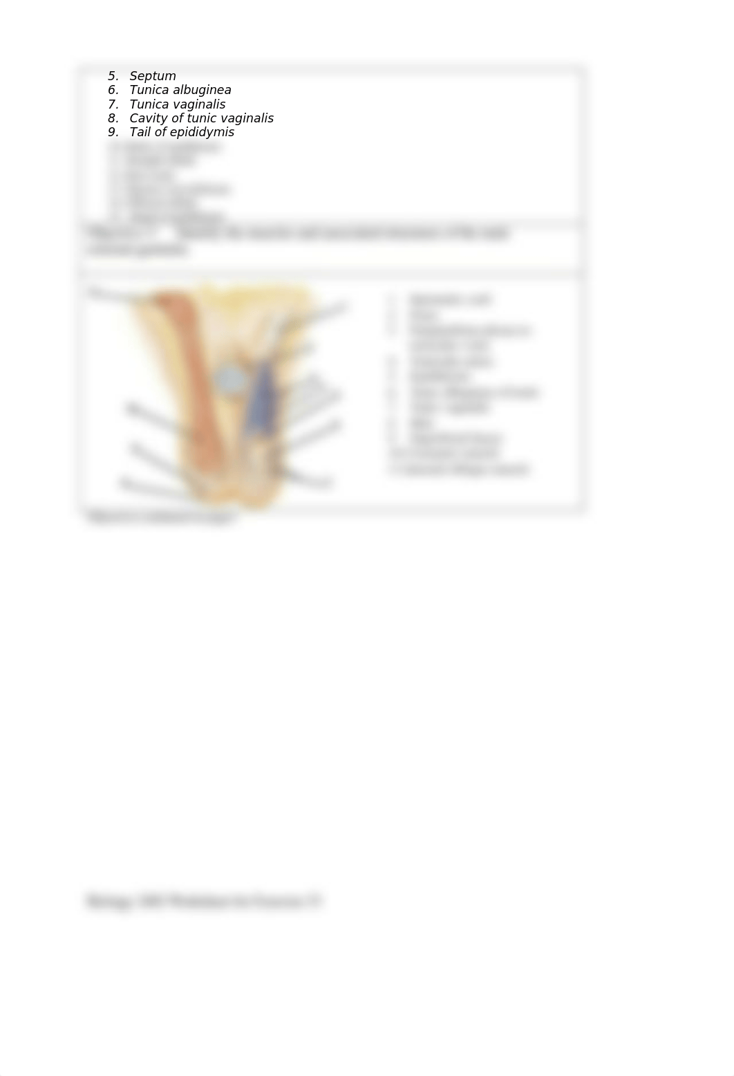 Aubrie Reed Homework Reproductive System Male and Female.docx_dw0y67m4w8r_page2