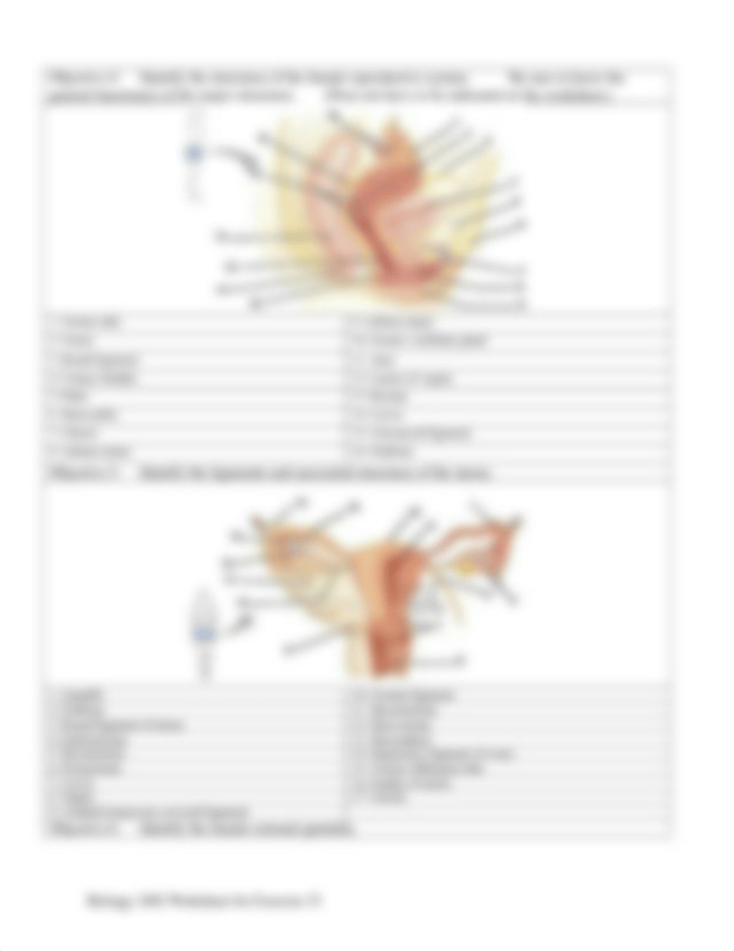 Aubrie Reed Homework Reproductive System Male and Female.docx_dw0y67m4w8r_page3