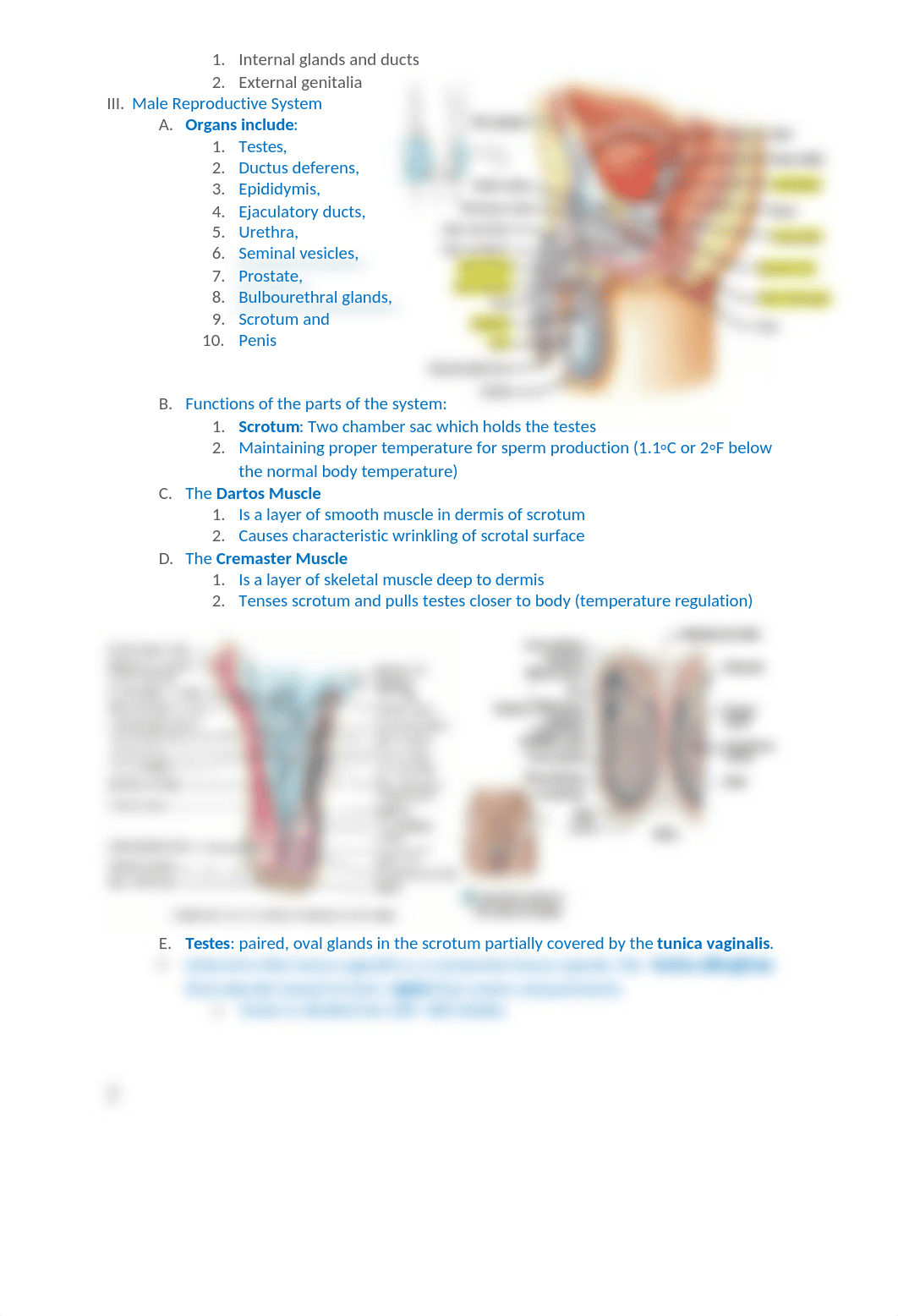 Chapter 28 (Male) powerpoint notes_dw0z5gfpuor_page2