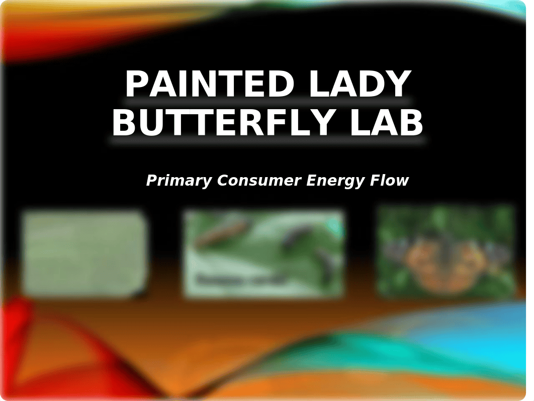 lab_-_painted_butterfly_lab_intro.ppt_dw15815416u_page1