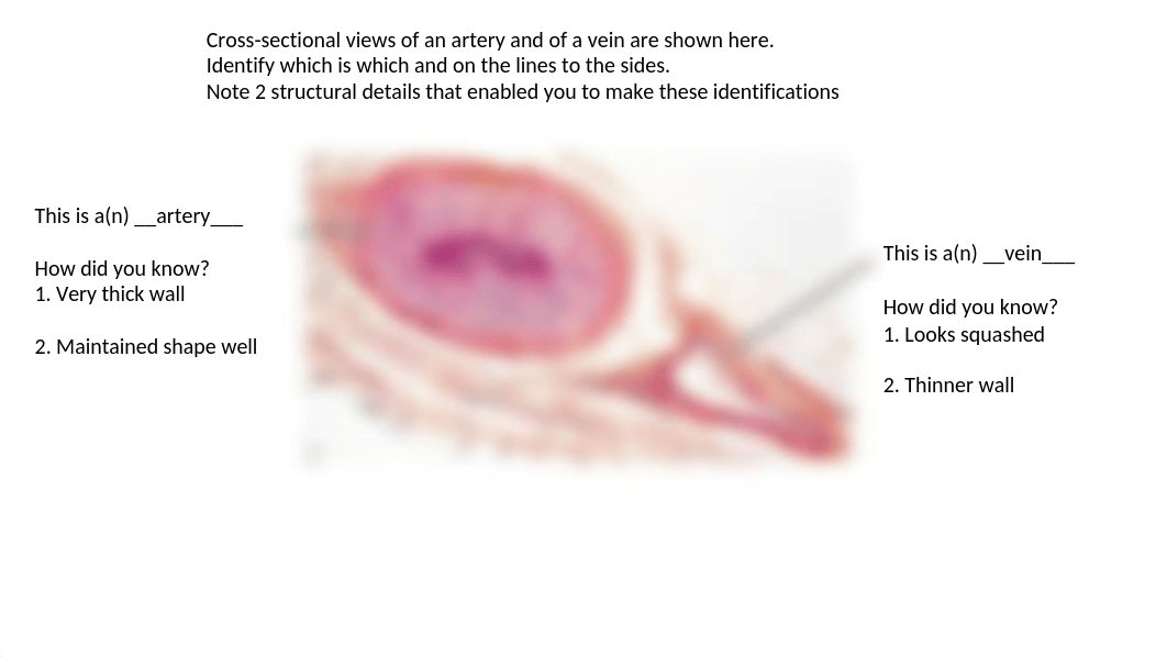 KEY Lab 3 Worksheet 1 Blood vessel histology.pptx_dw20irkpkhg_page1