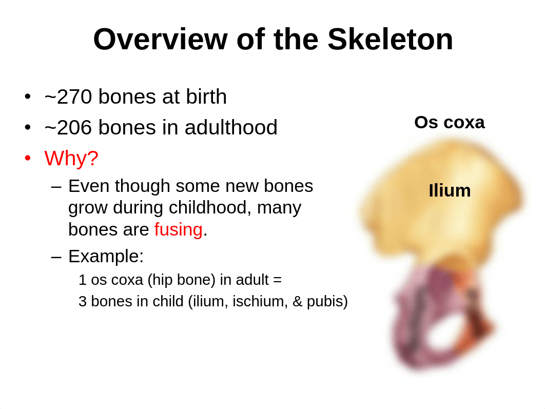 Topic 8- Naming Bones.pdf_dw23594vcb7_page3