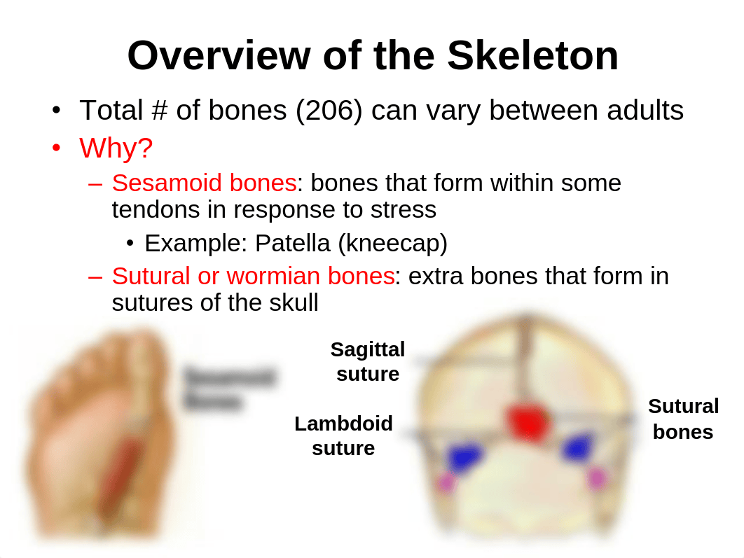 Topic 8- Naming Bones.pdf_dw23594vcb7_page4