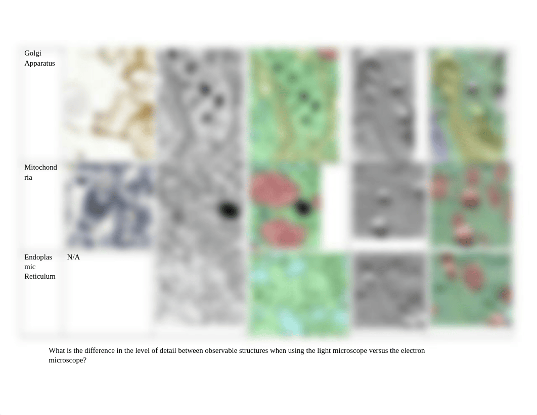 Microscopy Image Table.docx_dw28c8cwx34_page2