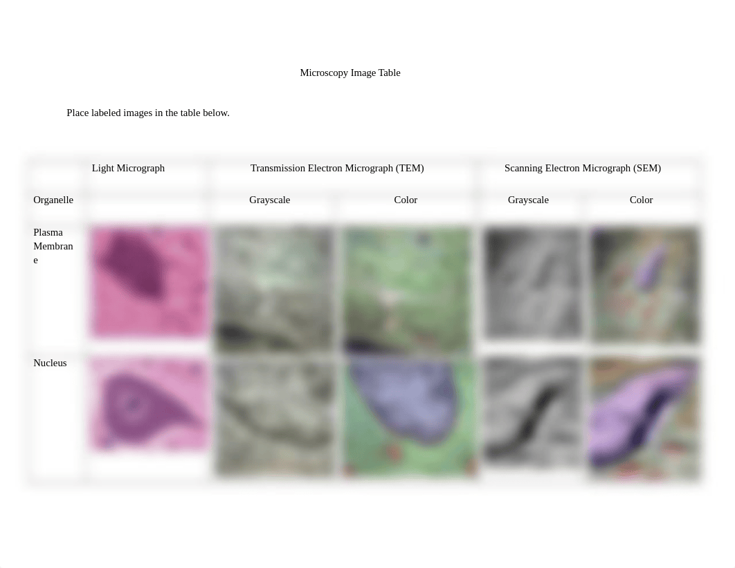 Microscopy Image Table.docx_dw28c8cwx34_page1