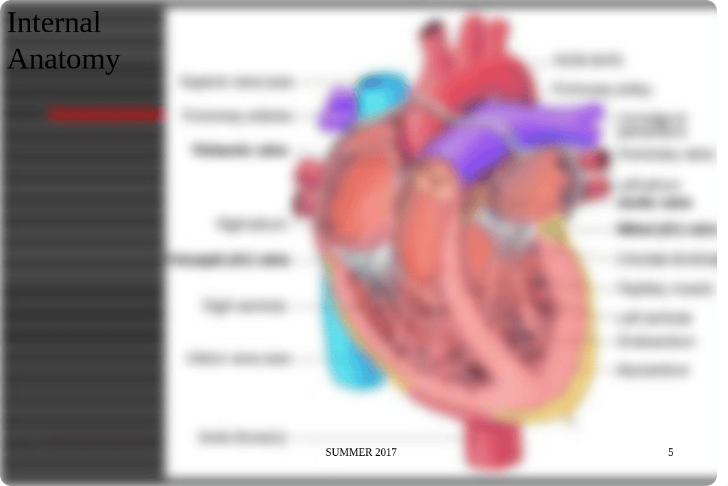 Week 3a  Cardiovascular   summer 2017.ppt_dw299uyob7t_page5